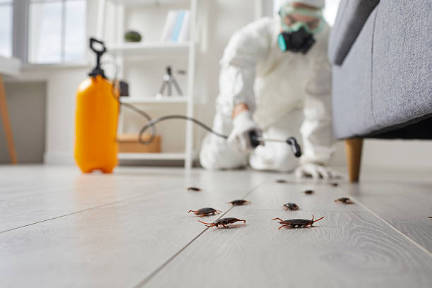 Commercial Rodent Management in Las Lomas